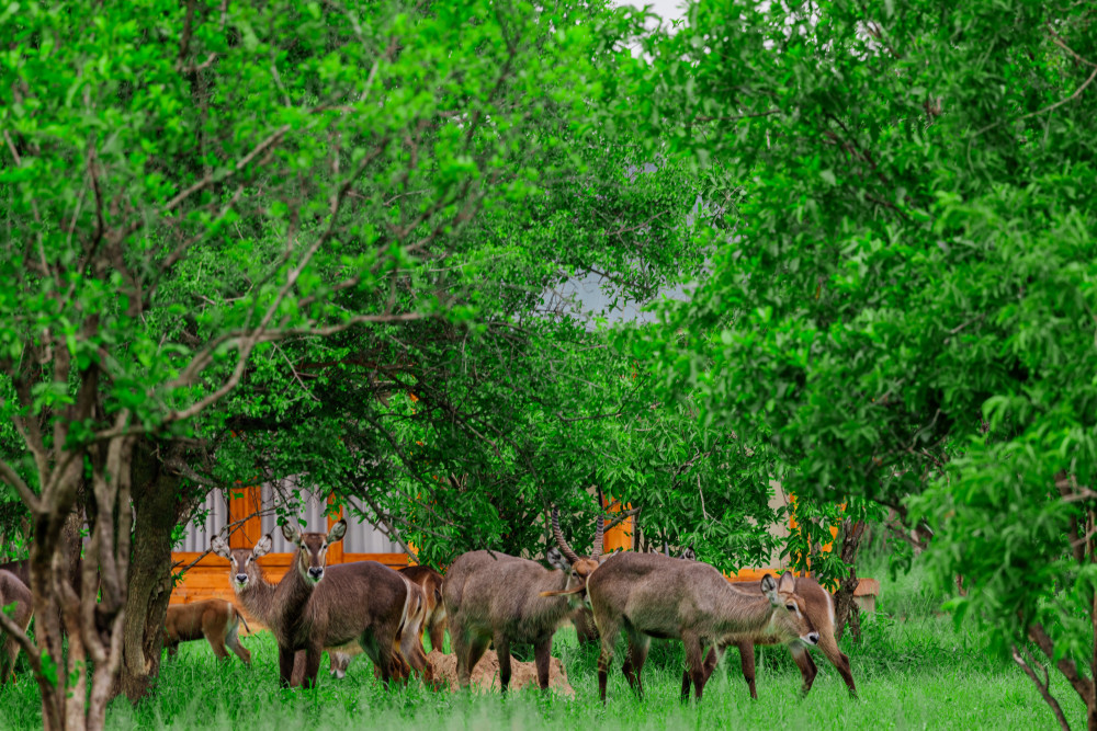 Safari Haven Tarangire Camp 9