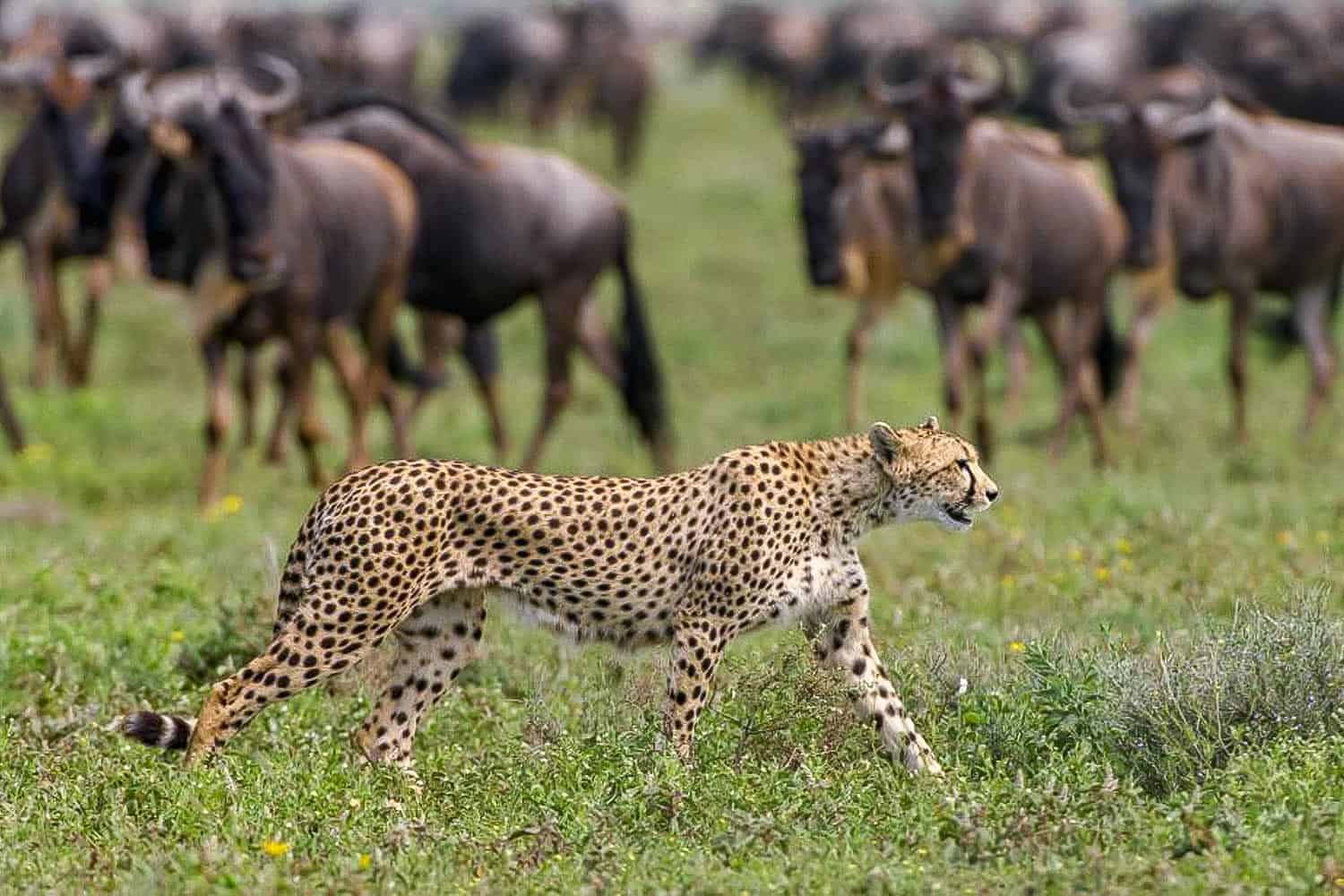8-Day Cradle of the Migration-Calving Season (Dec - Mar)