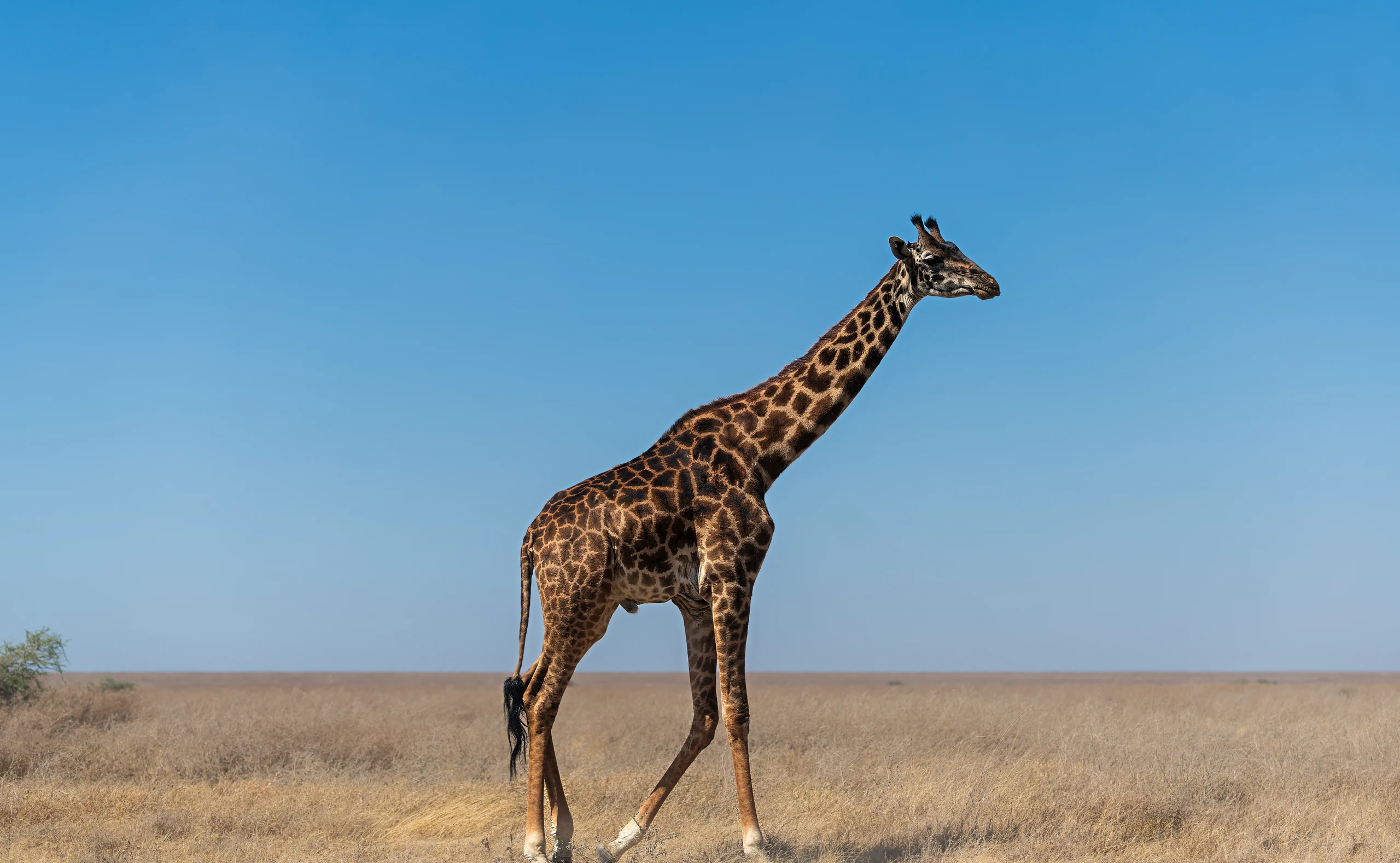 6-Day Magnificent Safari and Cultural Insight