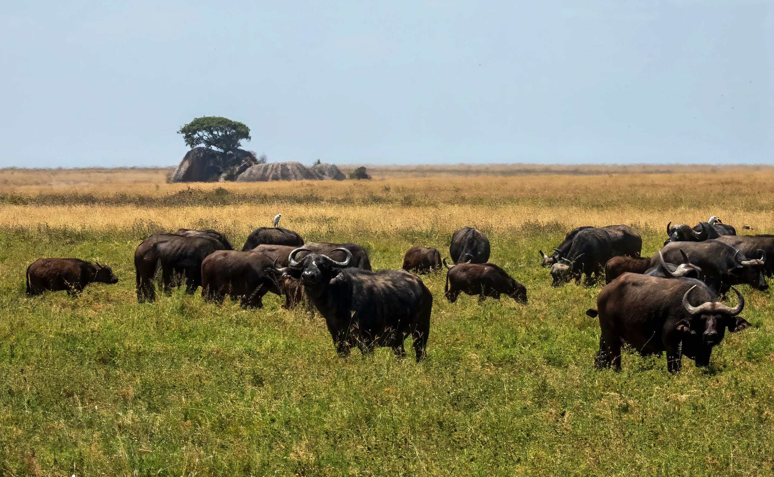 10-Day National Parks, Lake Natron & Great Migration Tour