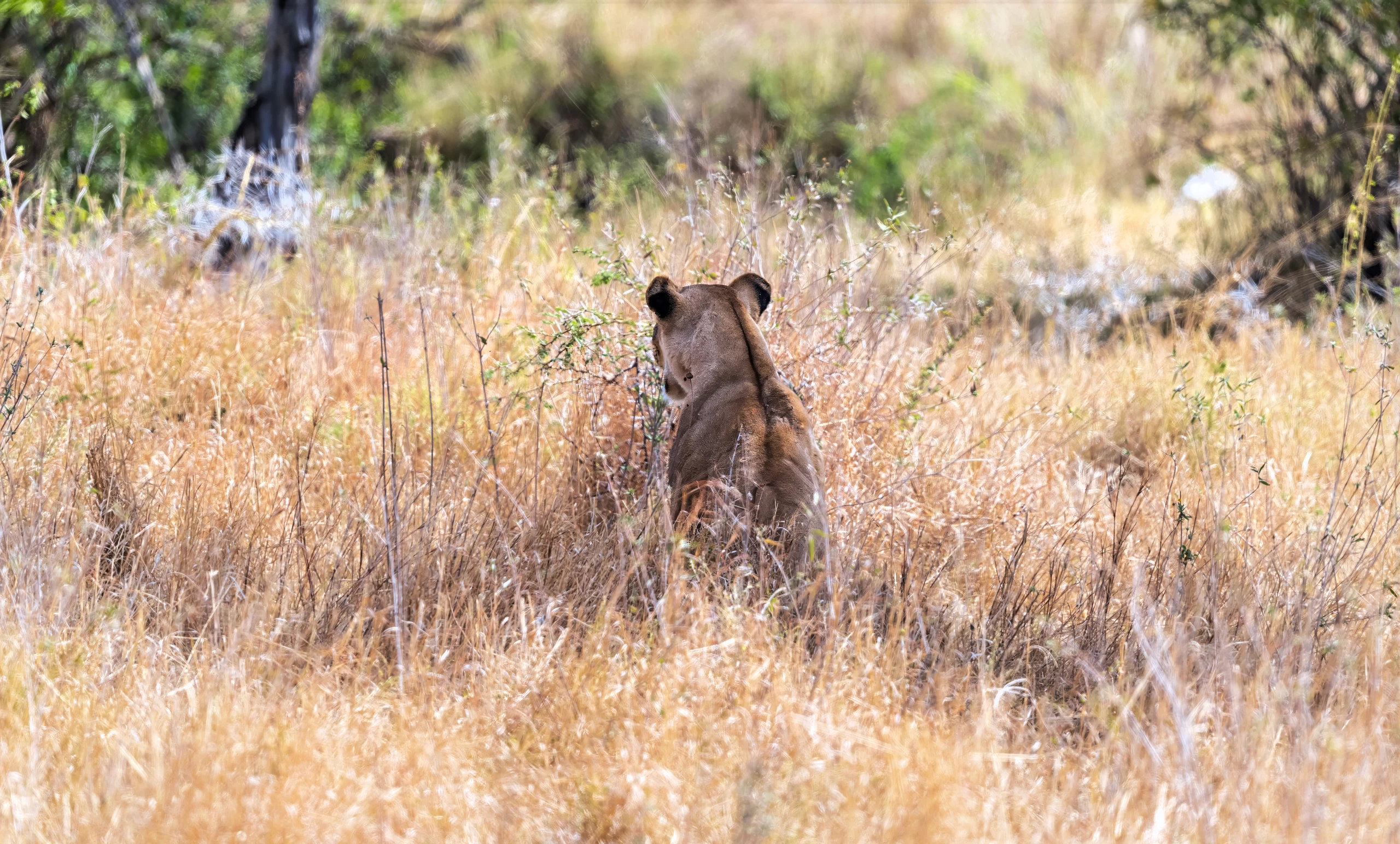 5-Day Predator & Prey - Calving Season (Dec-Mar)