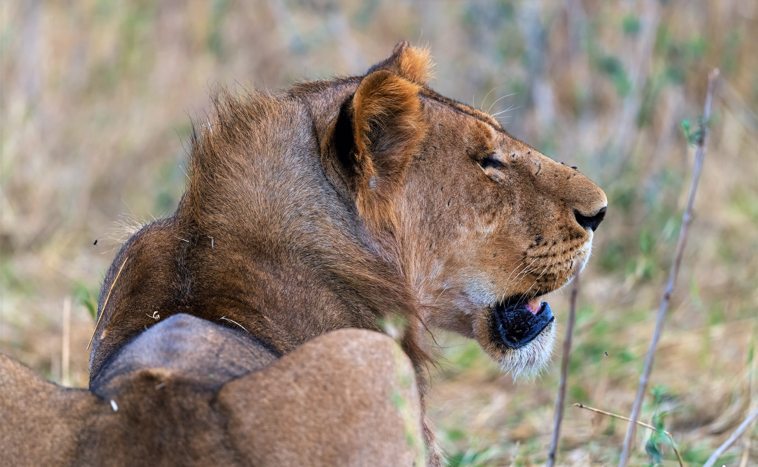 5-Day Predator & Prey - Calving Season (Dec-Mar)