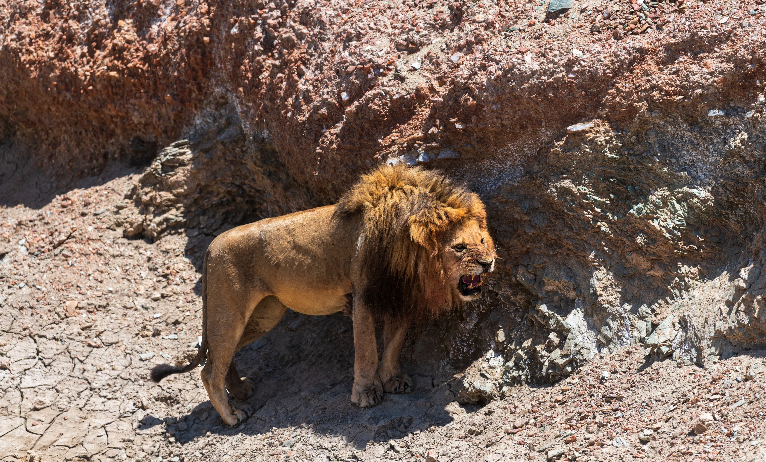 5-Day Big Game Safari and Cultural Immersion