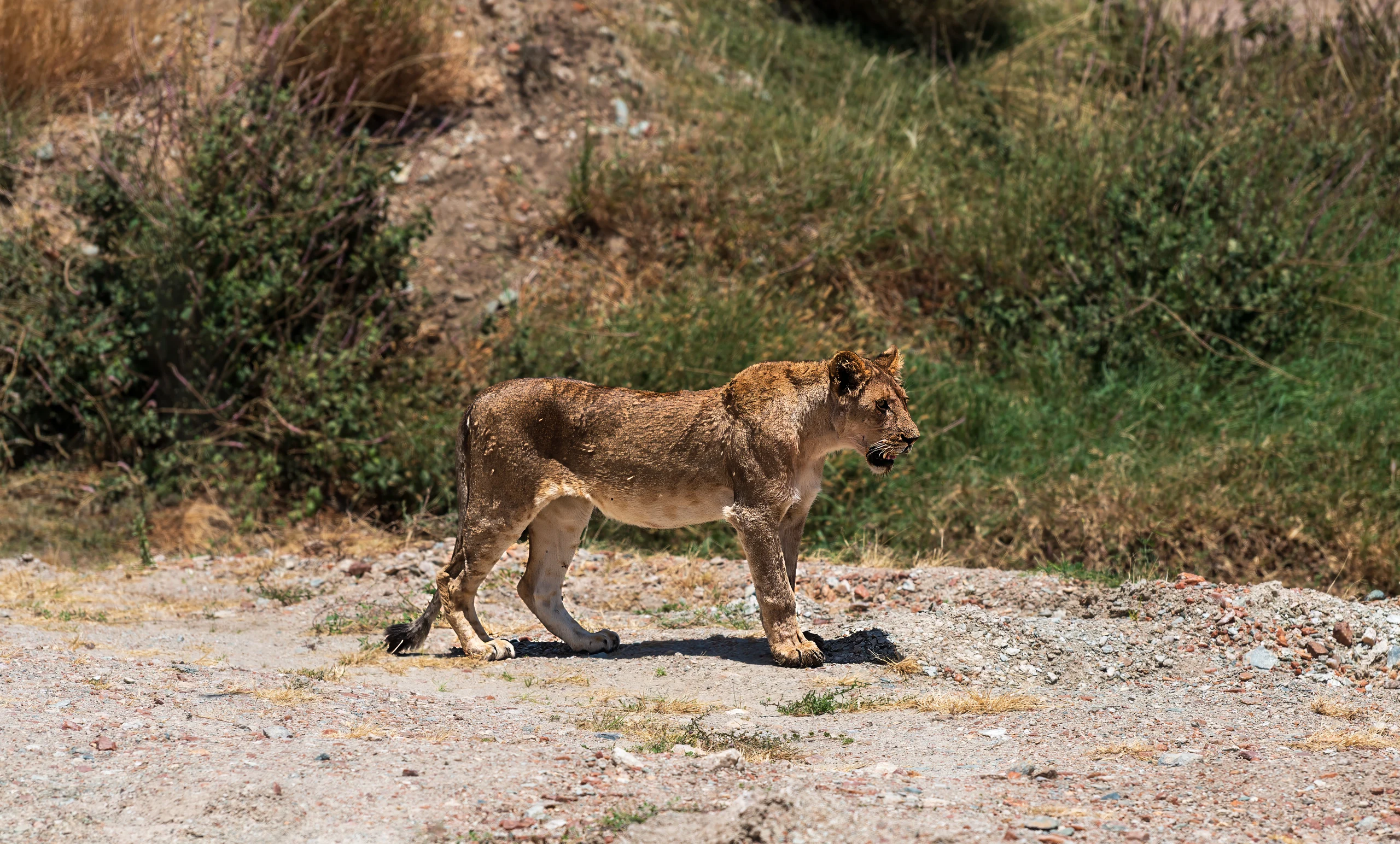 6-Day Serengeti Uncovered Wildlife Tour