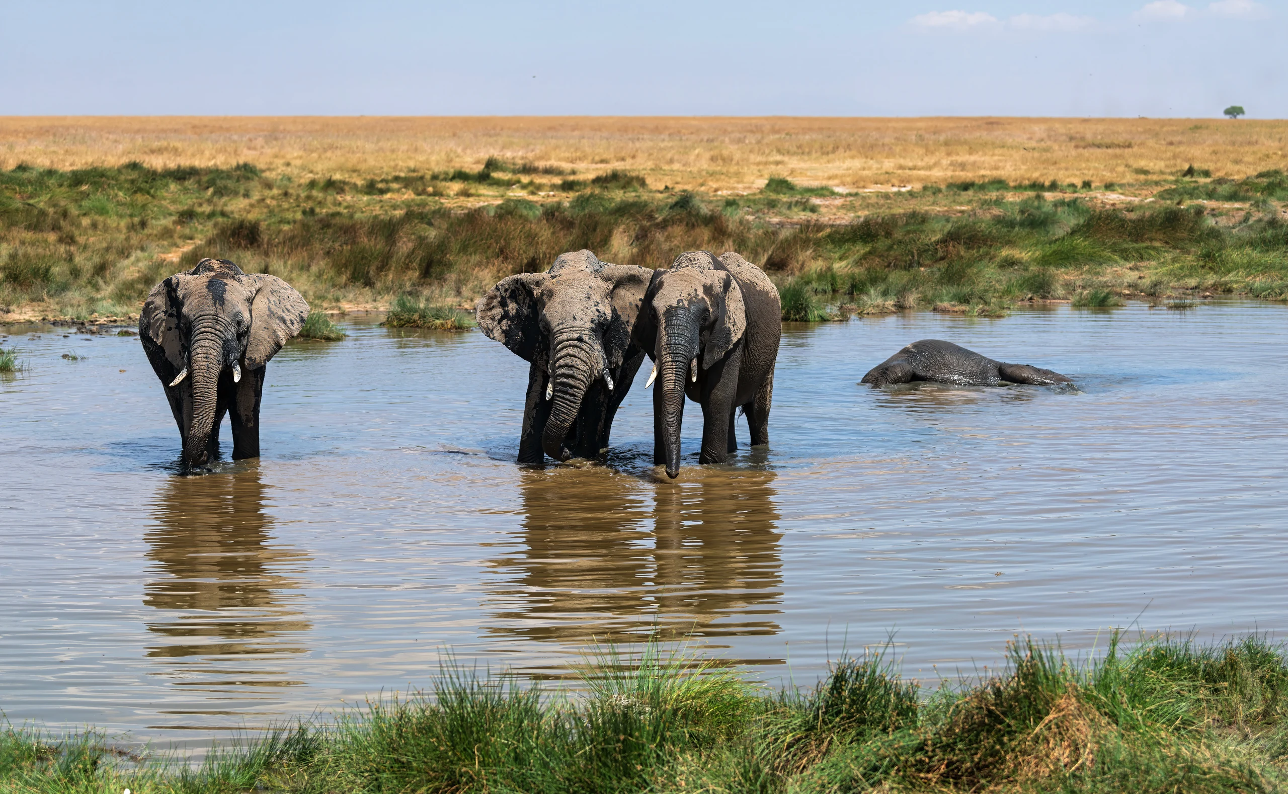7-Day Budget Safari (Camping Experience in Serengeti)