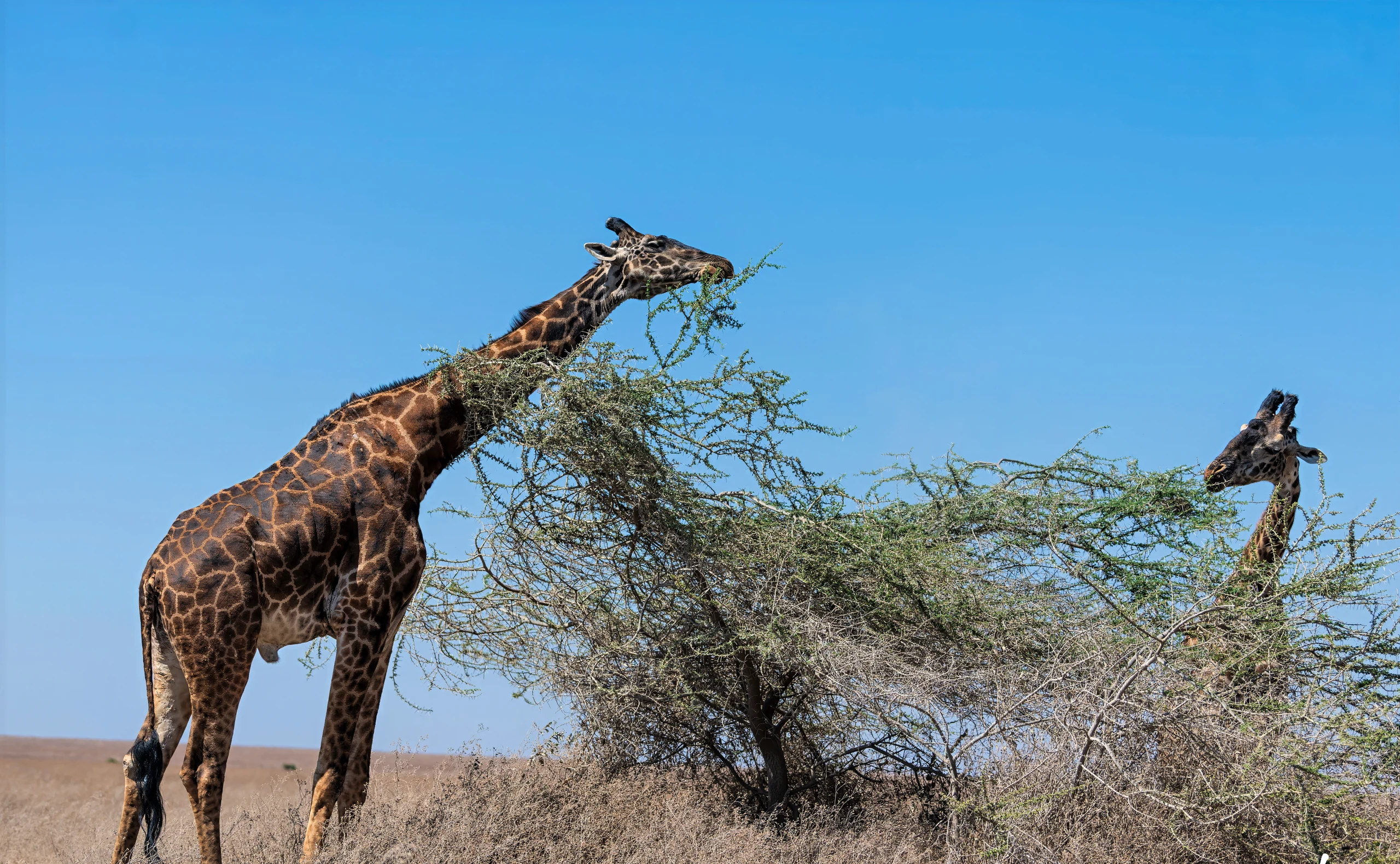 7-Day Elegant Wildlife Safari Experience