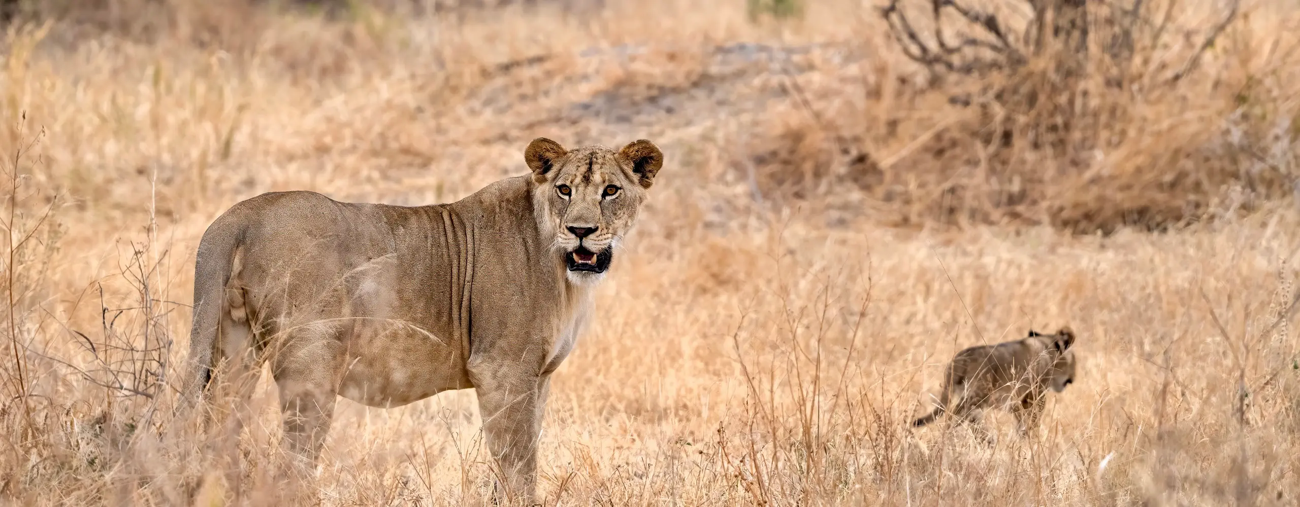 5-Day Signature Big Cats Safari Adventure
