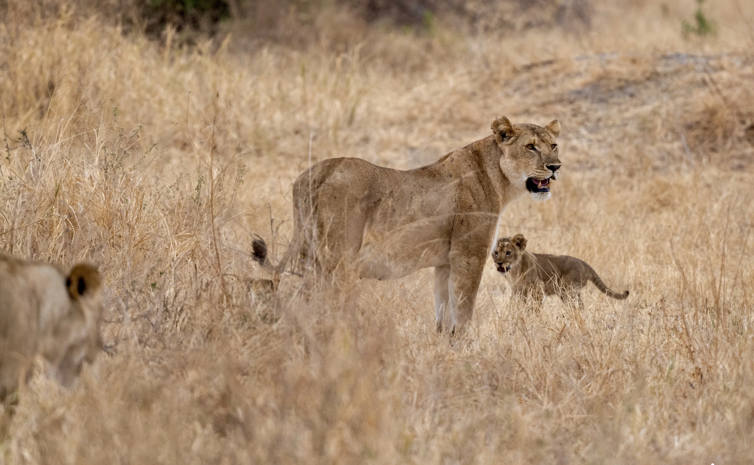 5-Day Predator & Prey - Calving Season (Dec-Mar)