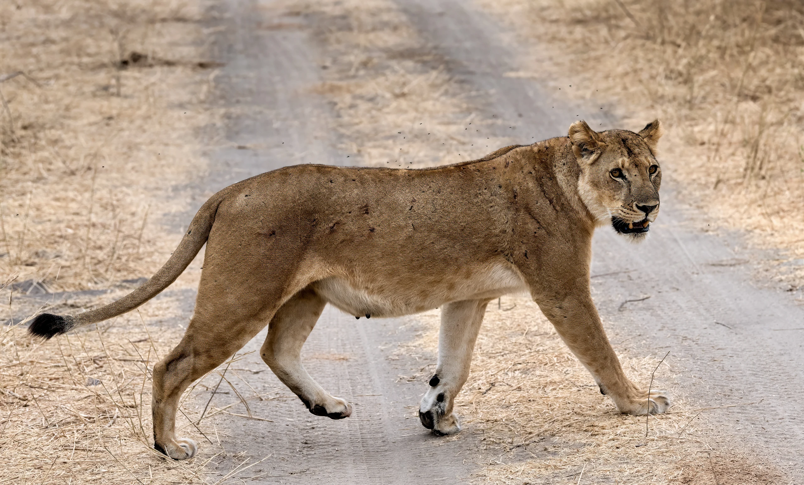 6-Day Luxury Safari Adventure in Tanzania