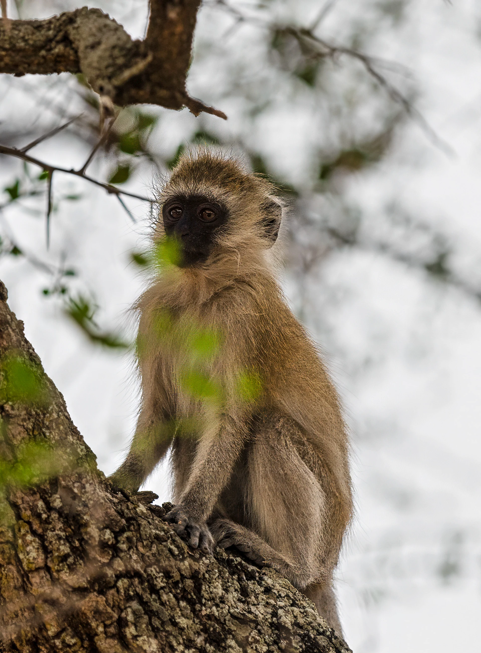 6-Day Luxury Safari Adventure in Tanzania