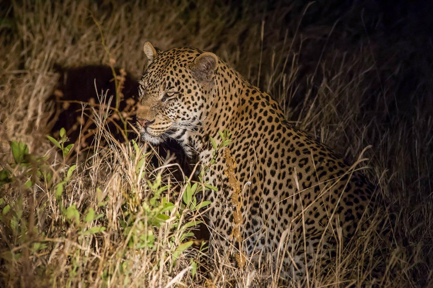 Night game drive in Tanzania