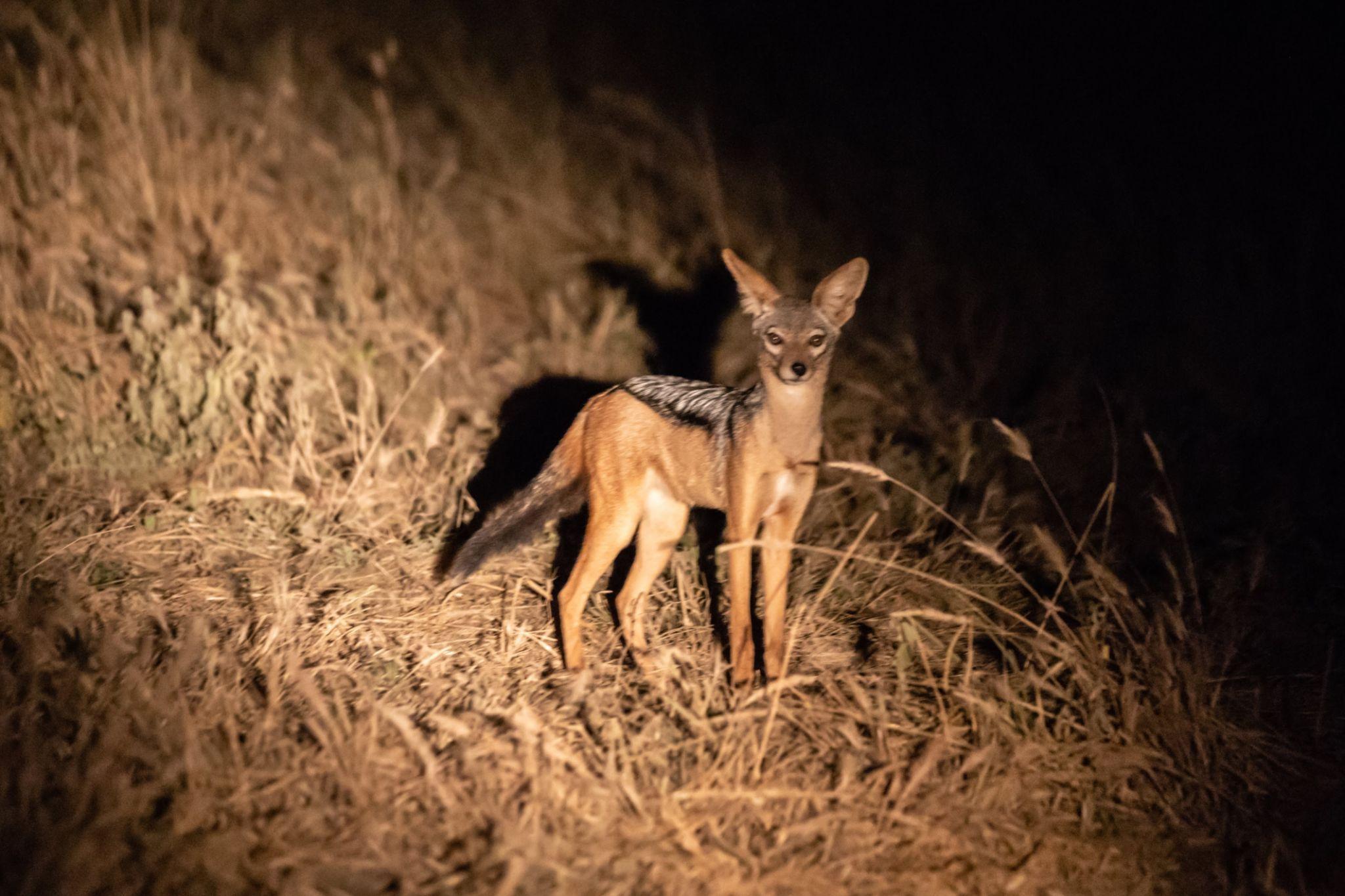 Night game drive in Tanzania