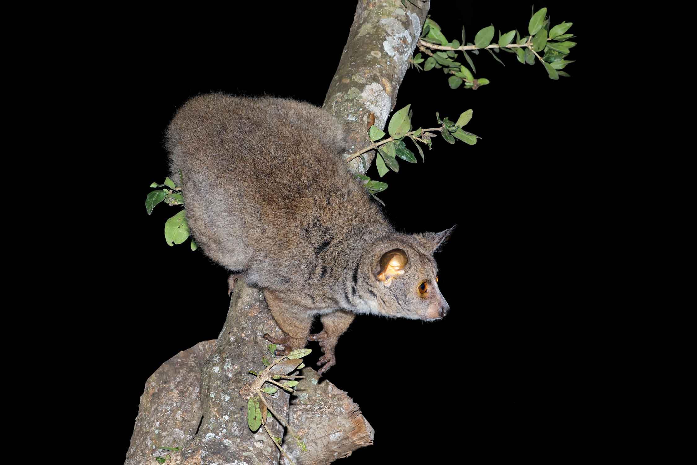 Night game drive in Tanzania