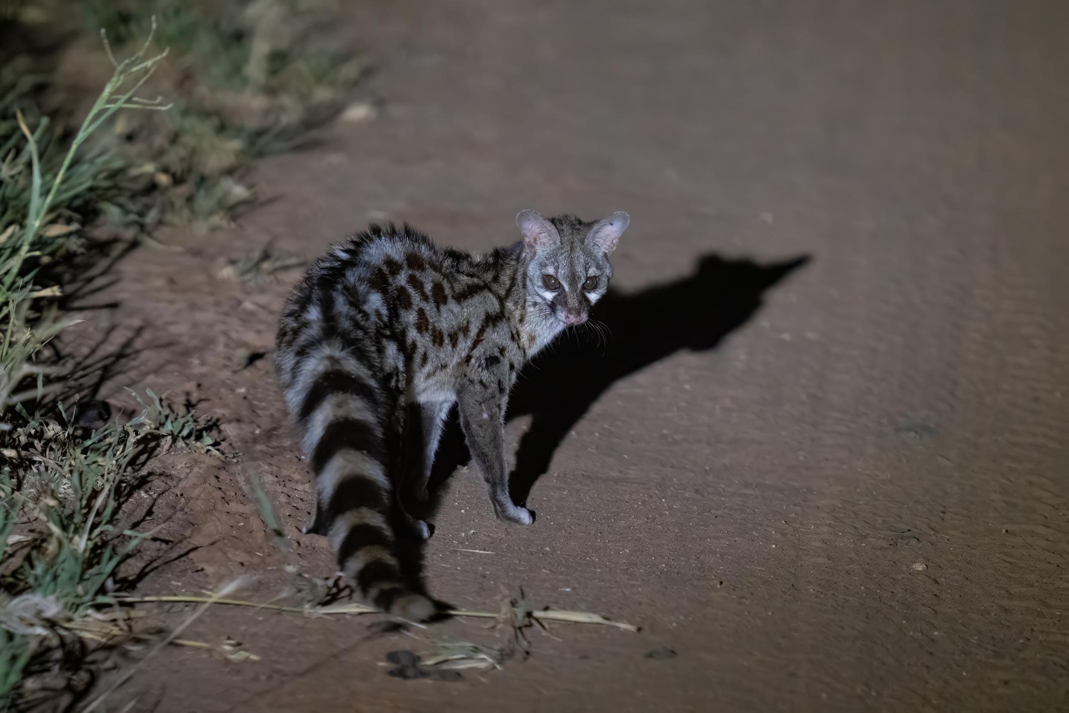 Night game drive in Tanzania
