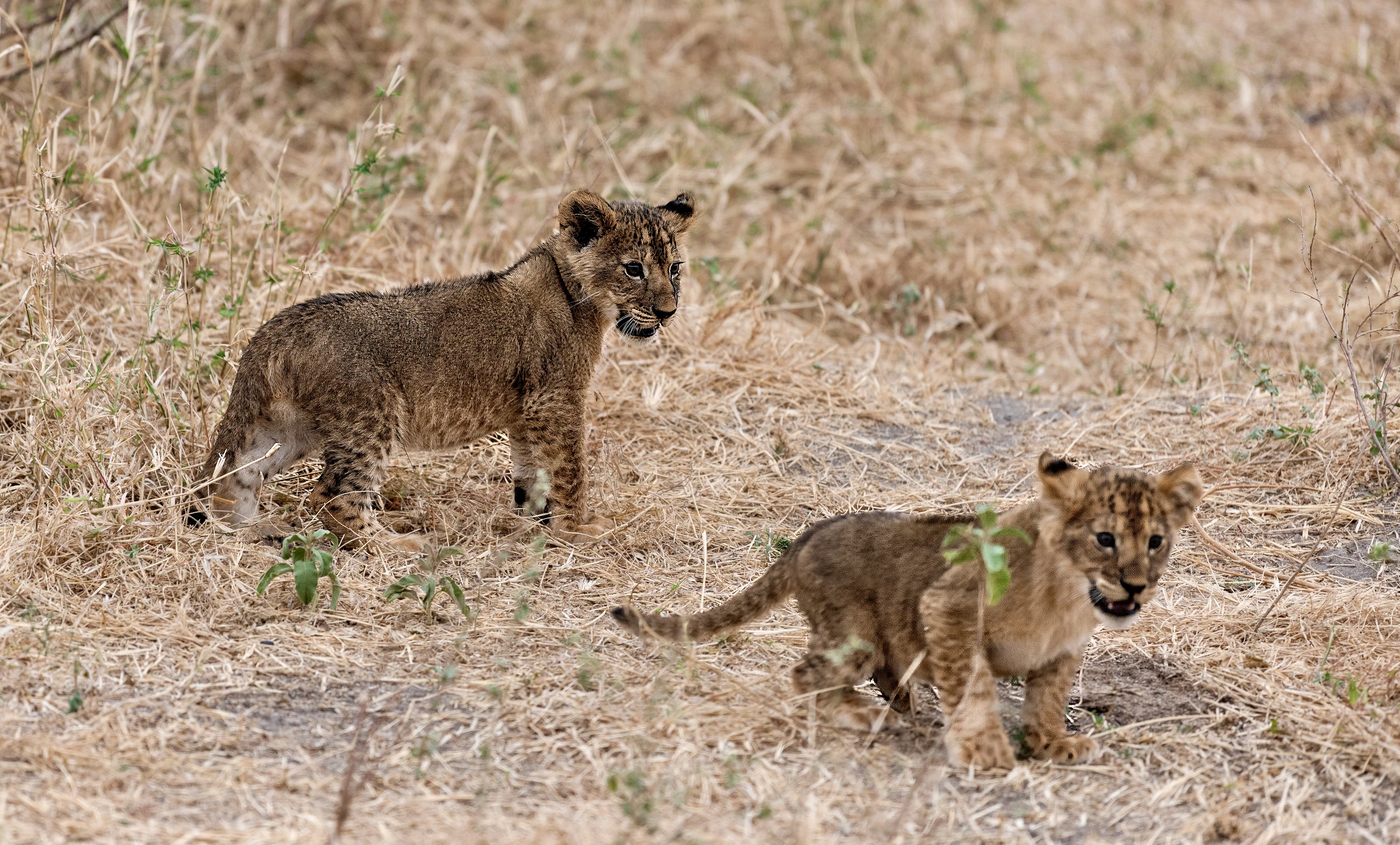 7-Day Calving Season-Ndutu & Ngorongoro Crater Finale
