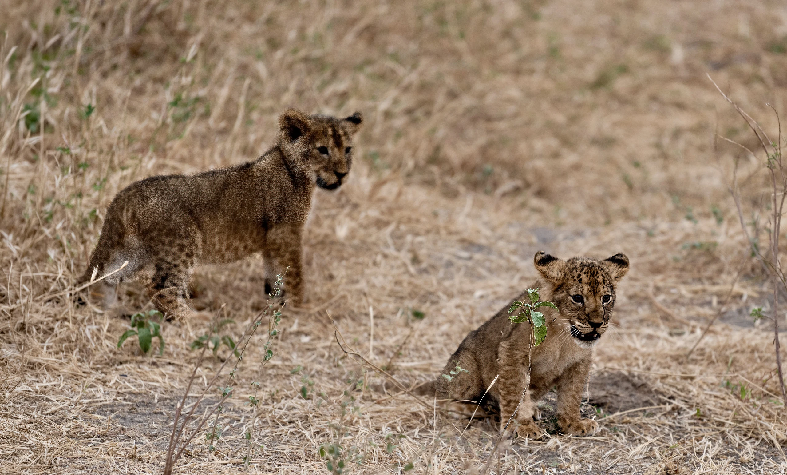 8-Day Cradle of the Migration-Calving Season (Dec - Mar)